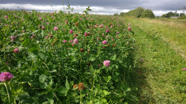 greenbelt field Greasby